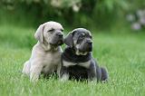 CANE CORSO 1026